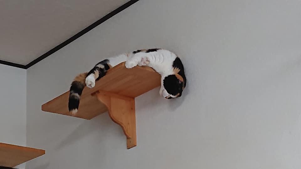 cat cafe prince