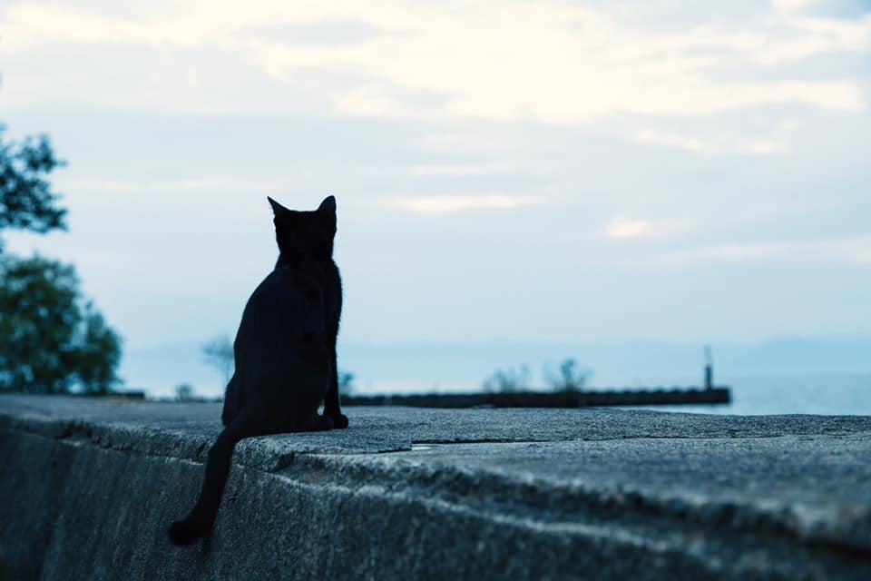 でんすけ