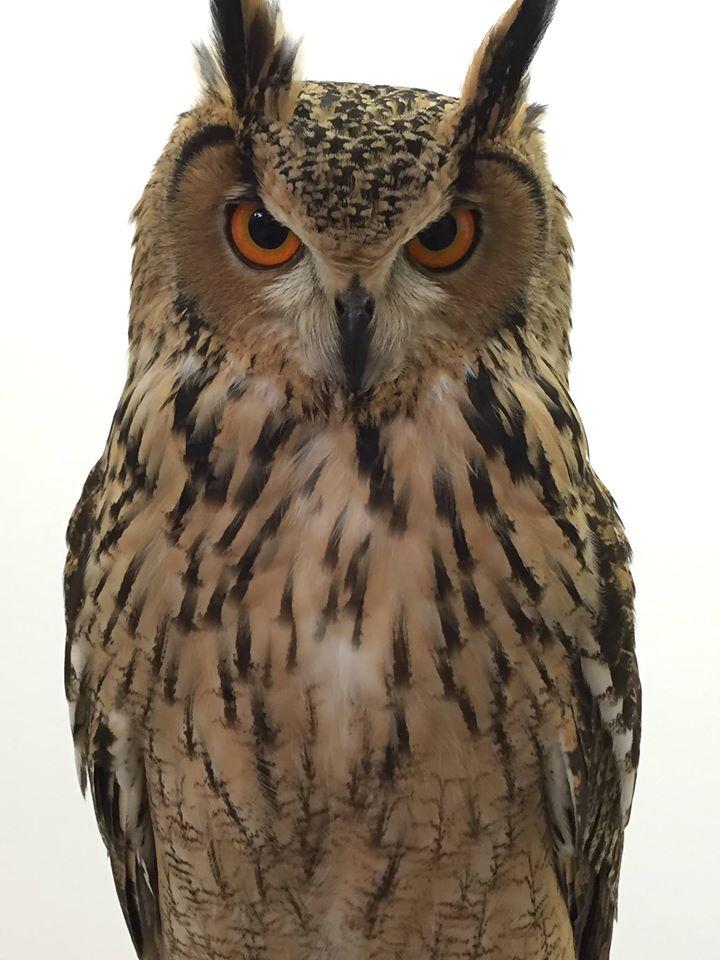 ふくろうカフェ owlcafe 仙台 sendai fukurou