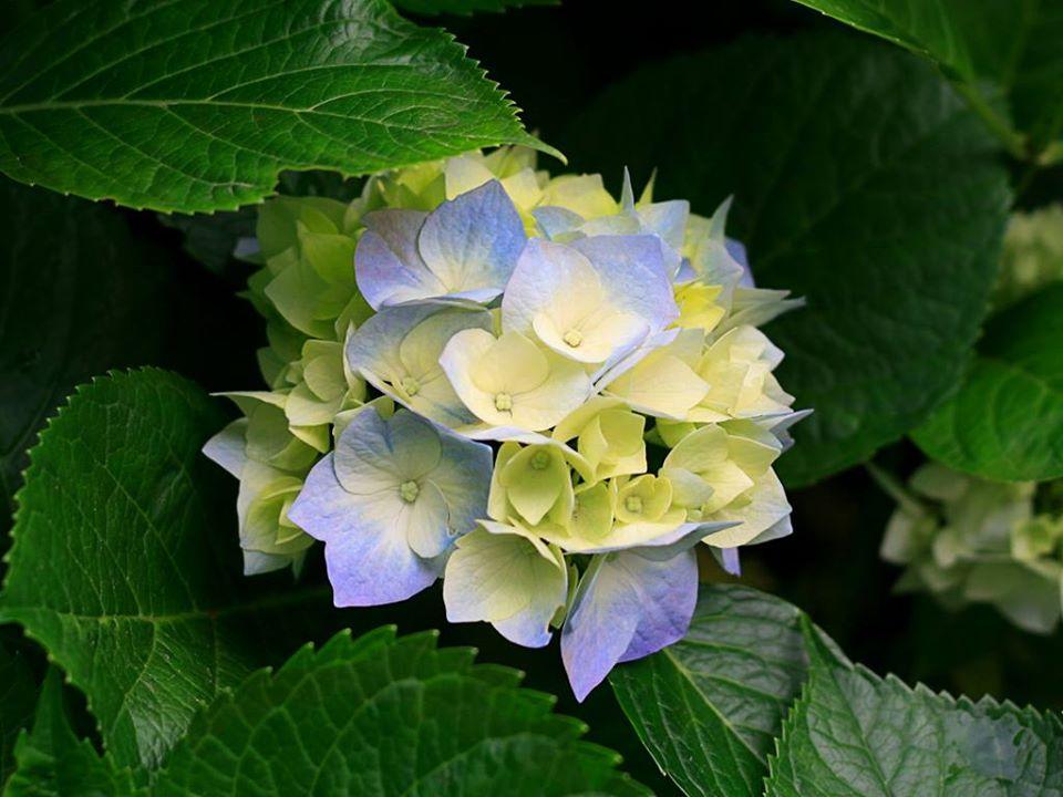 Tilapias Del Rey