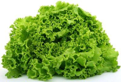 Degustatrice di foglie d'insalata