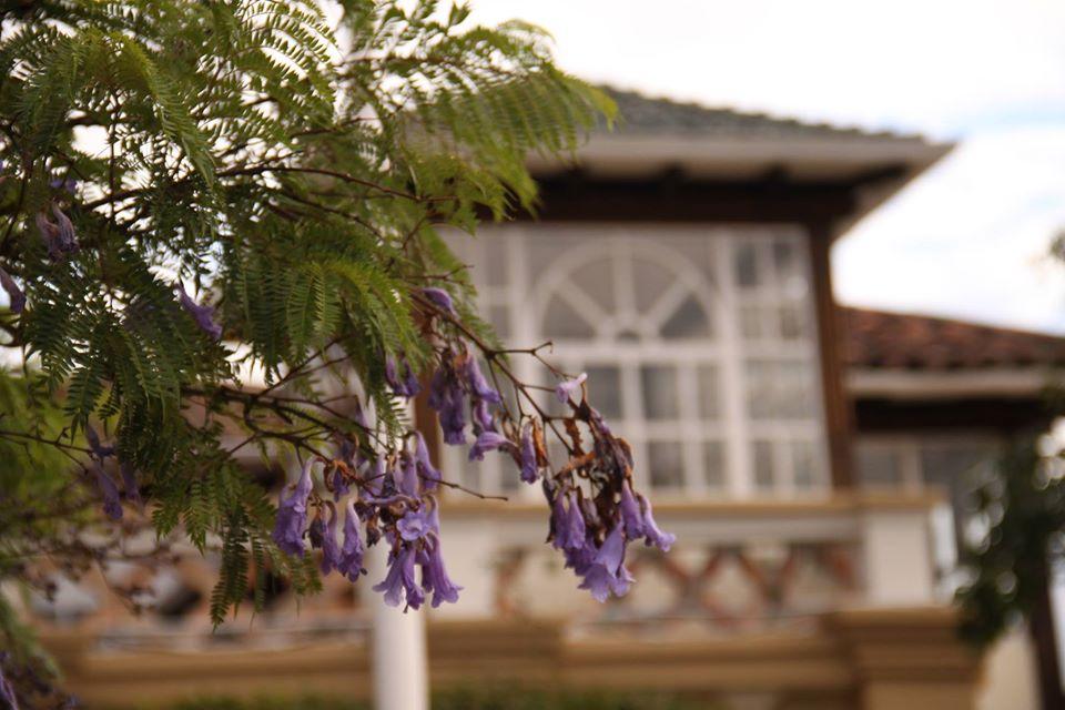 Casa Jacarandá