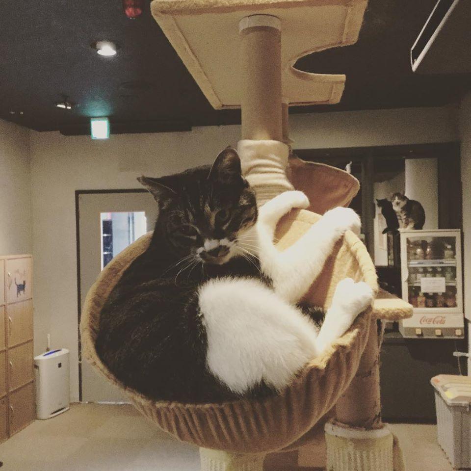 保護猫カフェ ARO