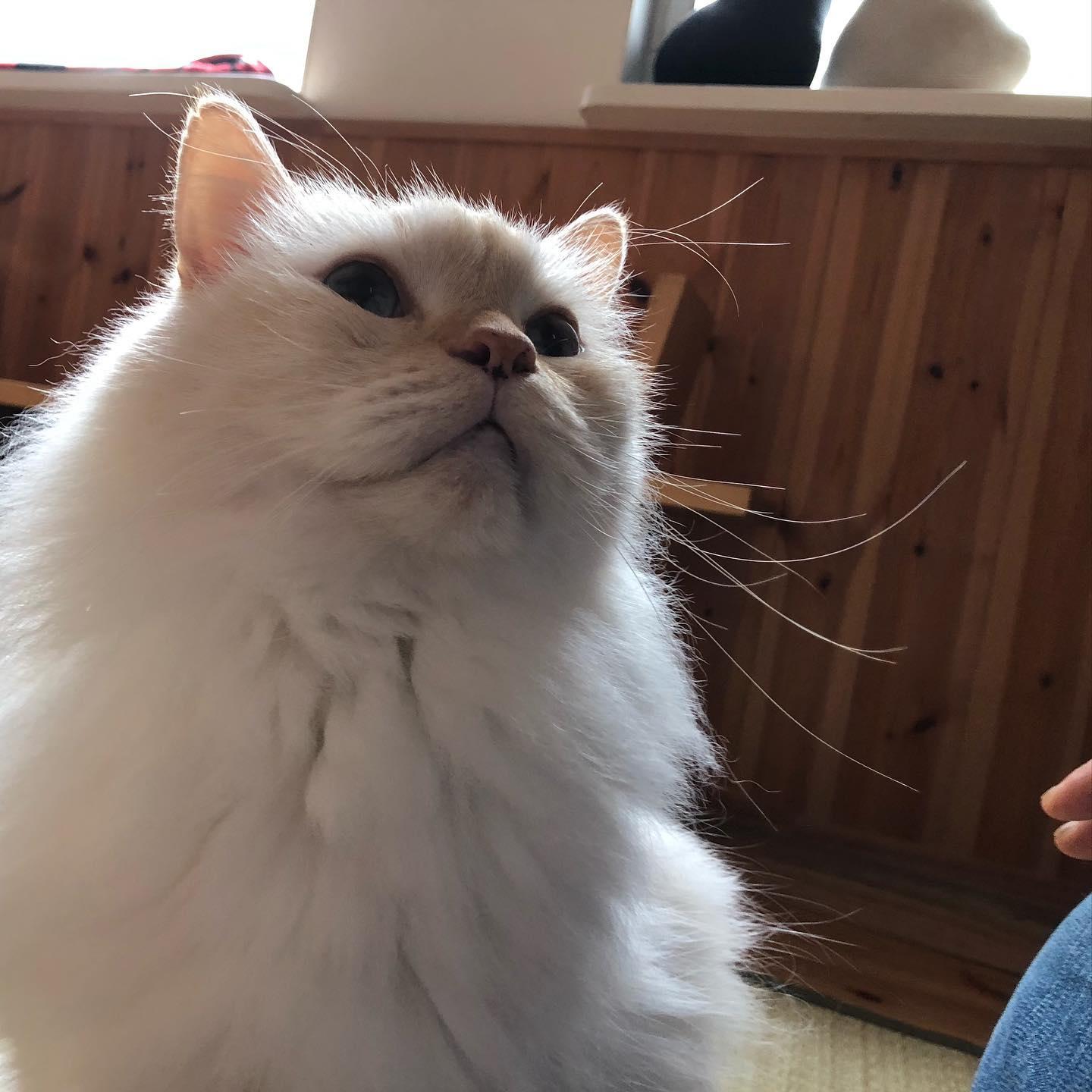 キャッツプラネット