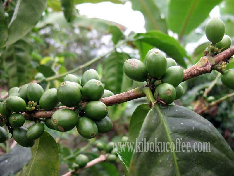 Kiboku The Ugandan Coffee