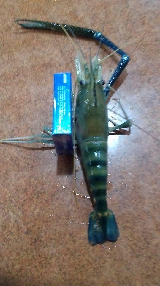 斗南松鶴釣蝦場