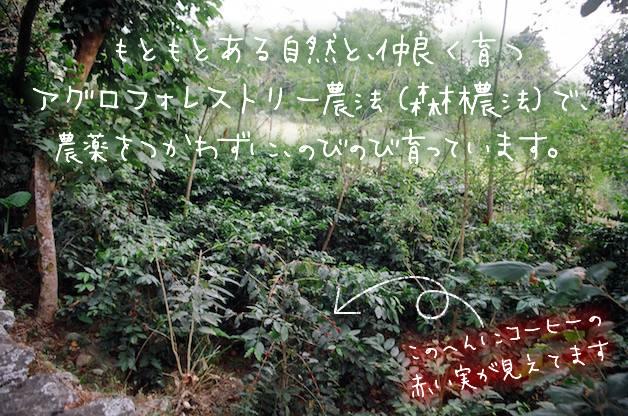 珈琲専心 粋庵