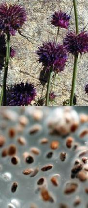 Chia Seeds Recipes