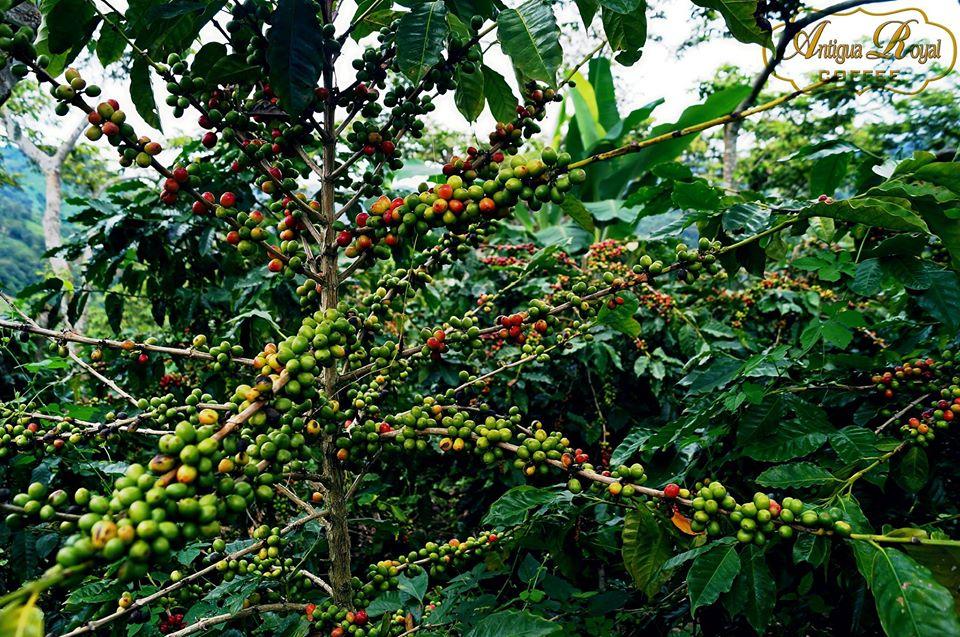 Antigua Royal Coffee