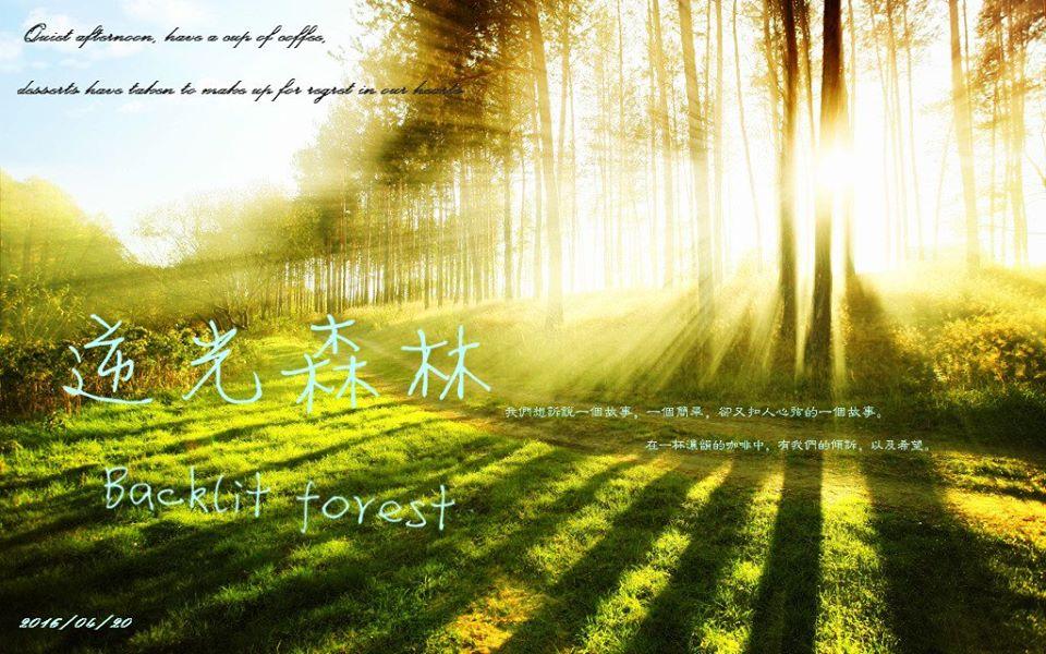 逆光森林"Backlit forest