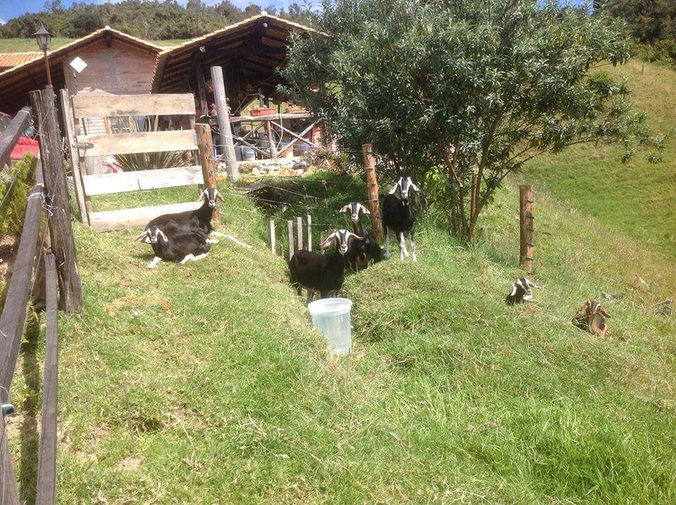 Finali Farm Mountain Creamery