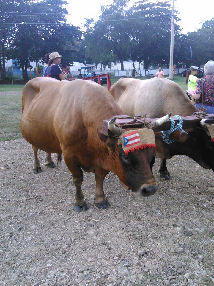 Island Lyfe Farm