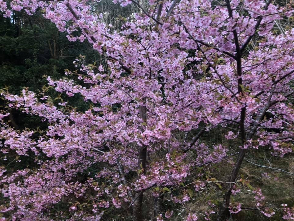 自由型居酒屋cuoreくおーれ