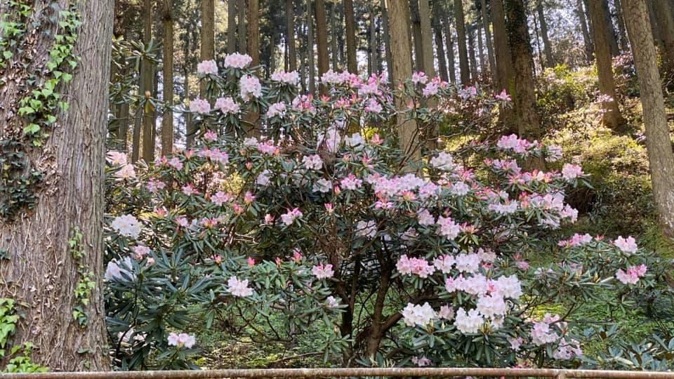 土居家蔵