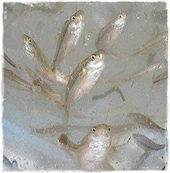海のないまちに魚を！みのかモロコの加茂野農水産加工グループ