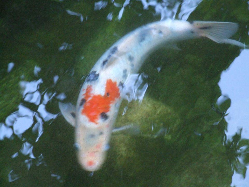 中華街　吉祥寺　調布 境