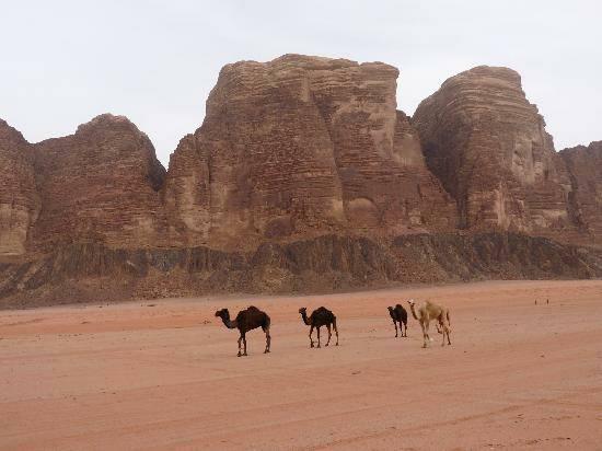 magic-petra-life.com