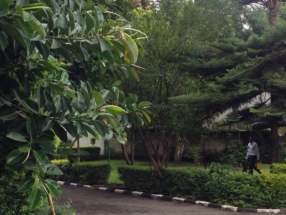 Umbrella Garden Restaurant