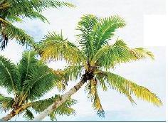 Caribbean Cargo