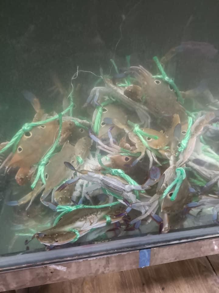 活海鮮海產行