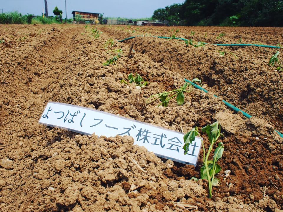 よつばしかふぇ
