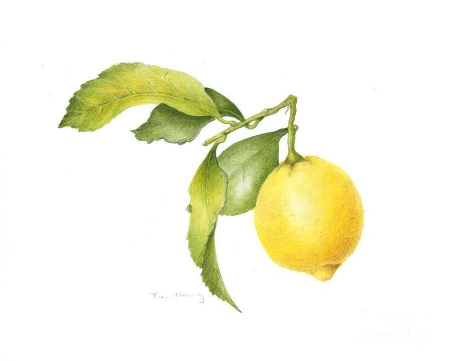 Botanical Beverage Works