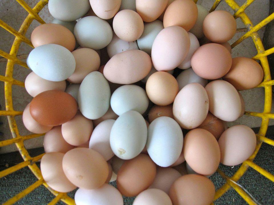 The Eggs Republic