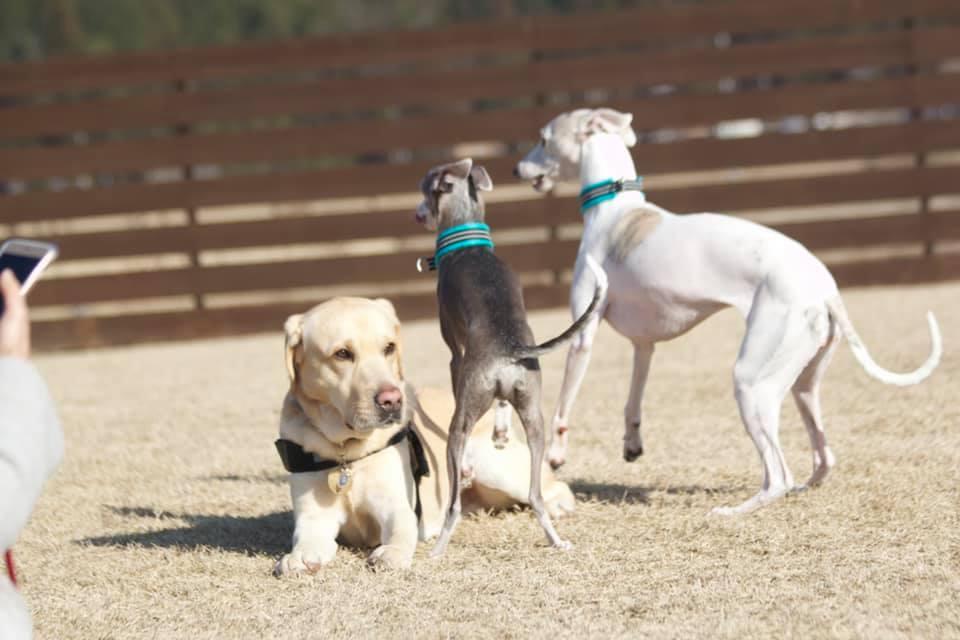 Dogrun An,kare