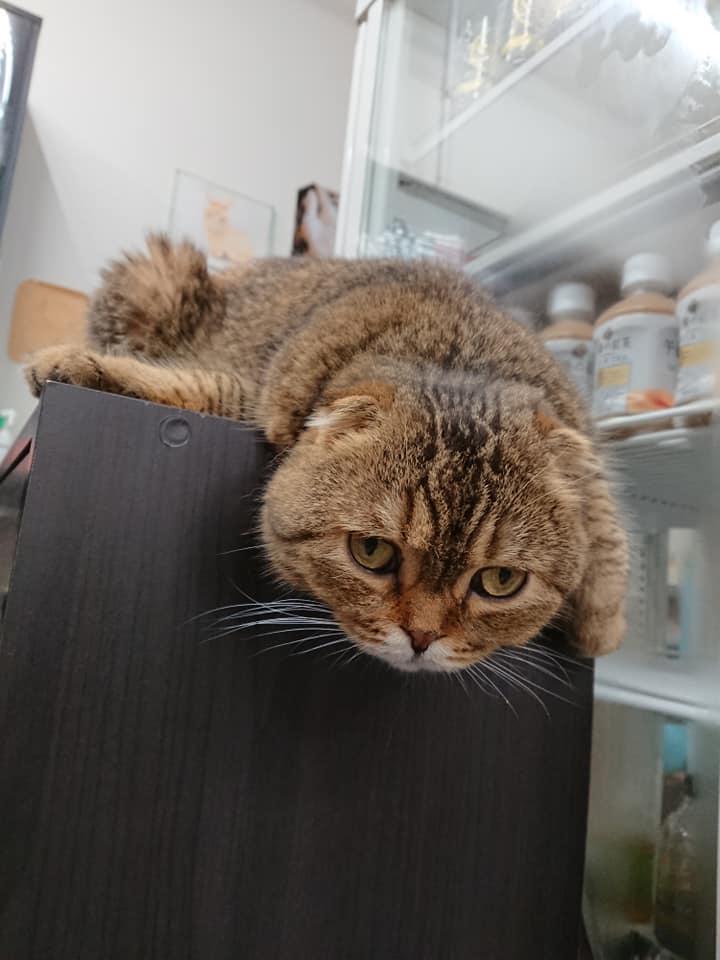 猫カフェ　ねこぱんち　大和市南林間店