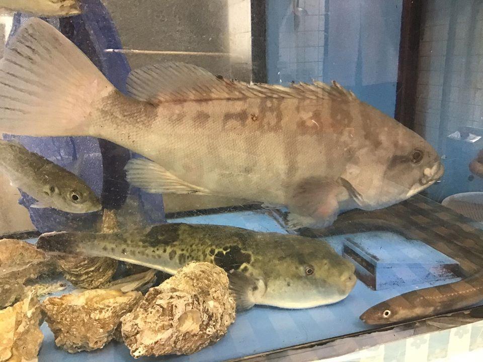 志乃家「しのや」和食　寿司　うどん店