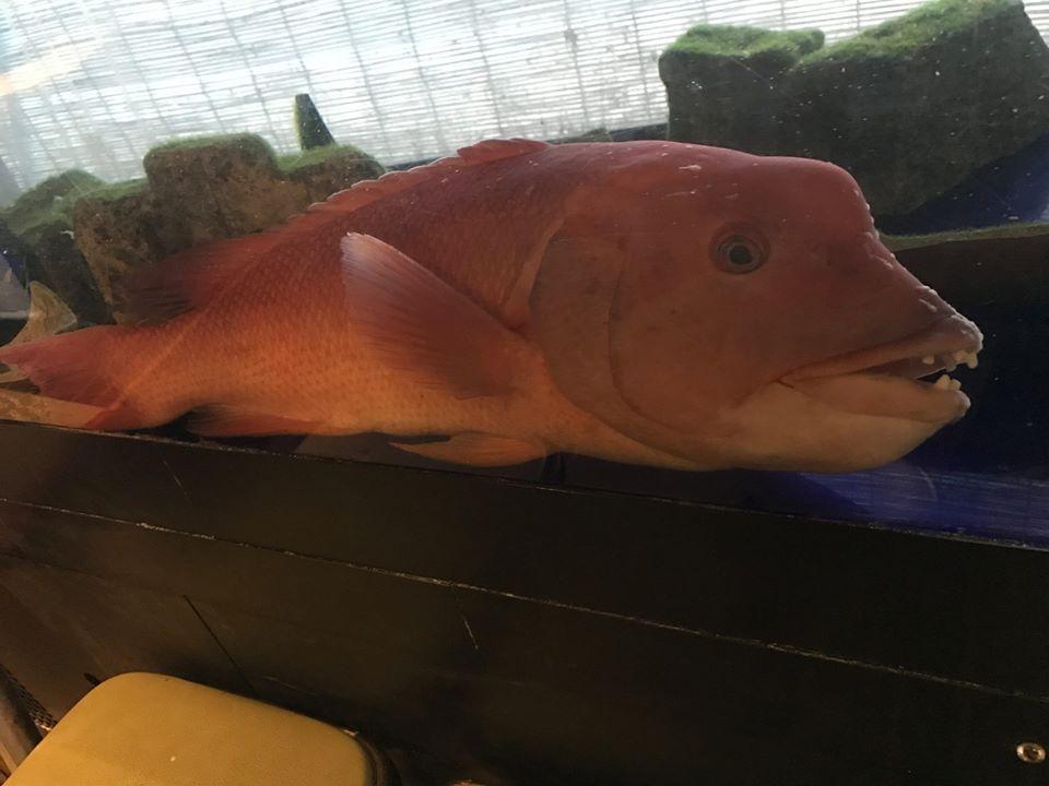おどりや