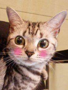 猫家ふく福