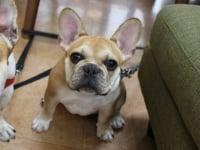 Dog Cafe WAN-PO