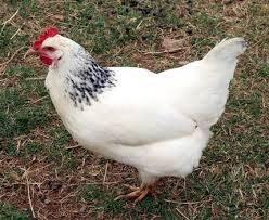 Sunrise Poultry Farm - Eggs and Chicken