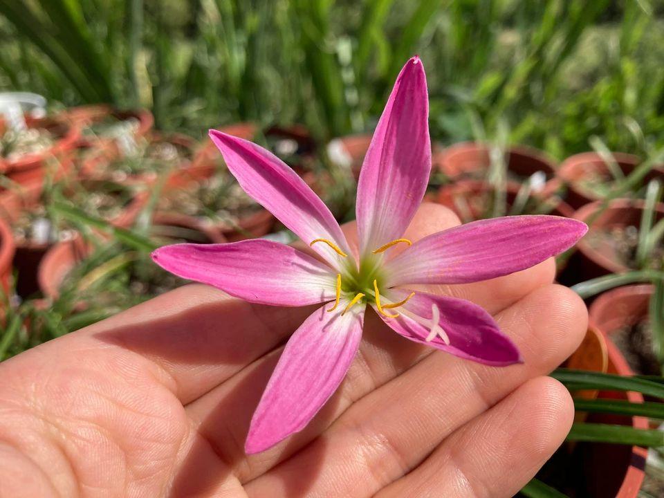 青松花卉農場