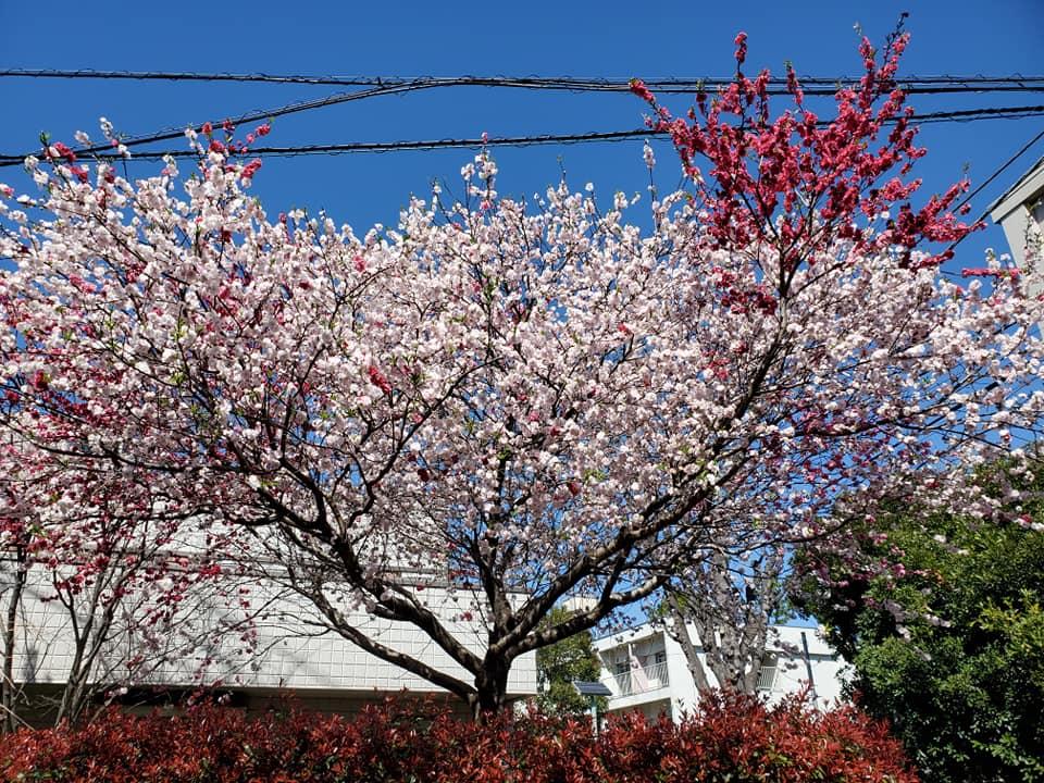磯はな
