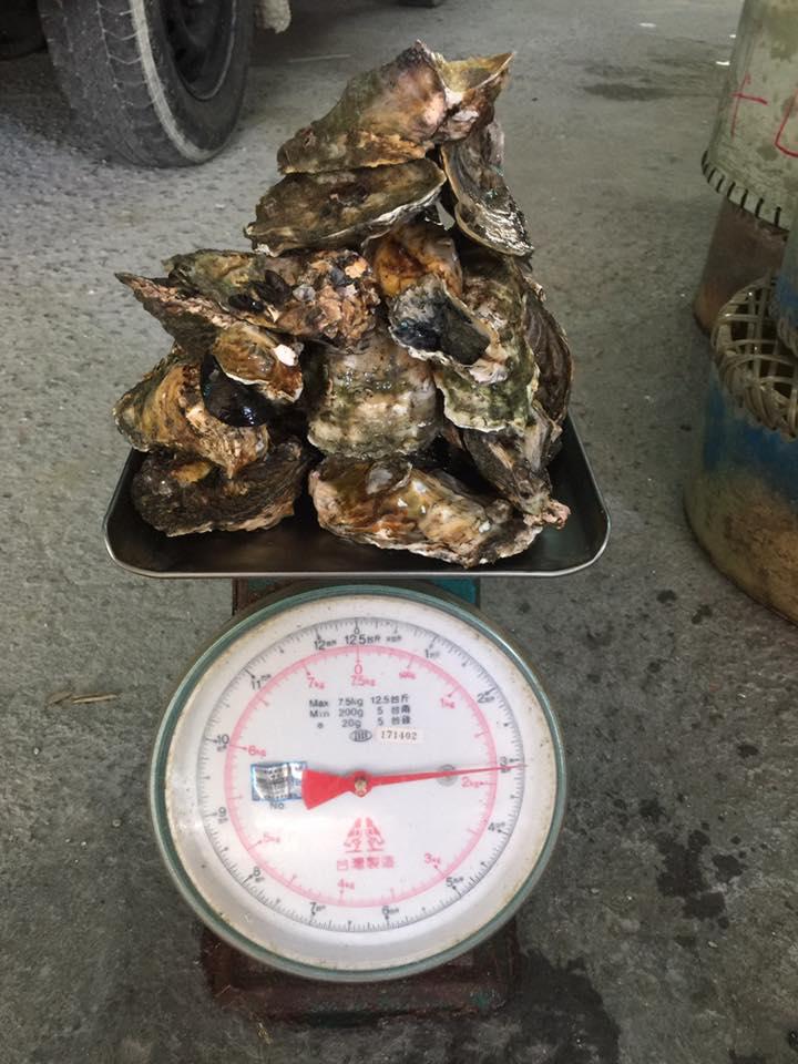 蚵P-鮮蚵