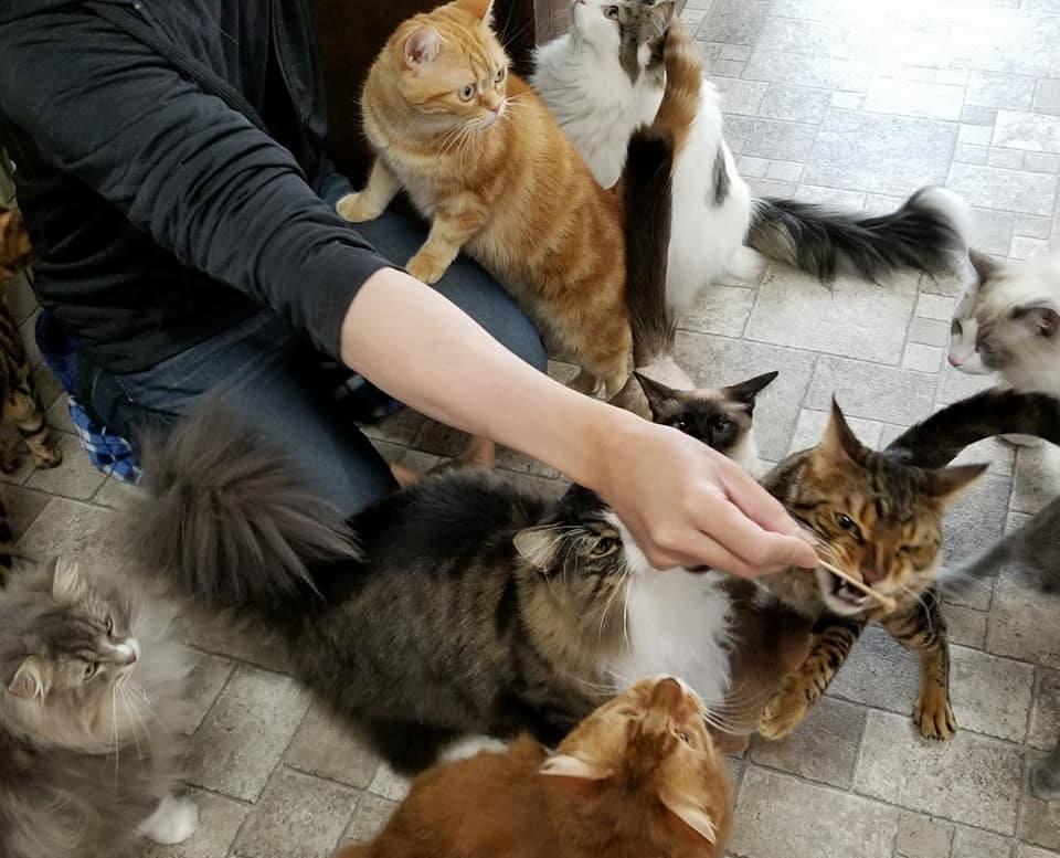 ねこも