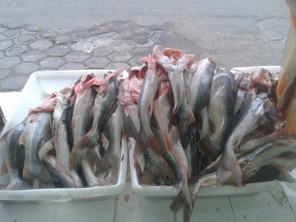 El mundo de los pescados