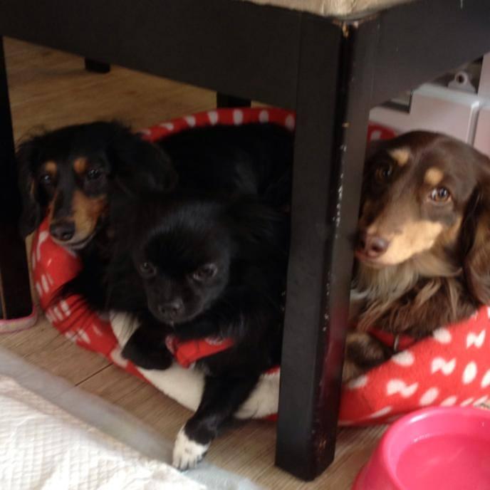 Dog Cafe K's