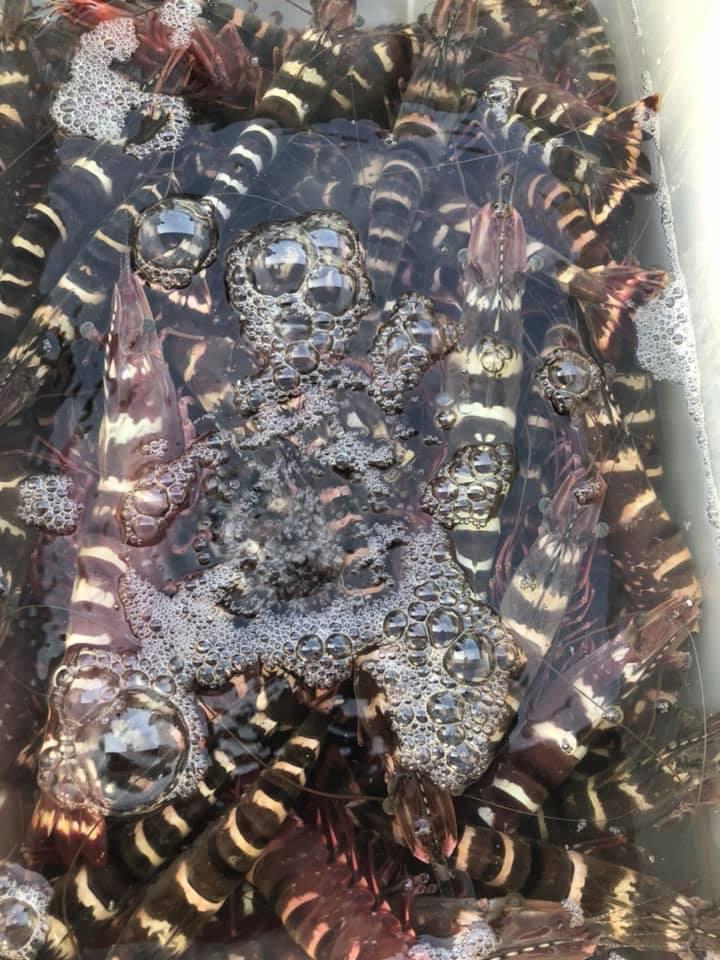 福鱻海產