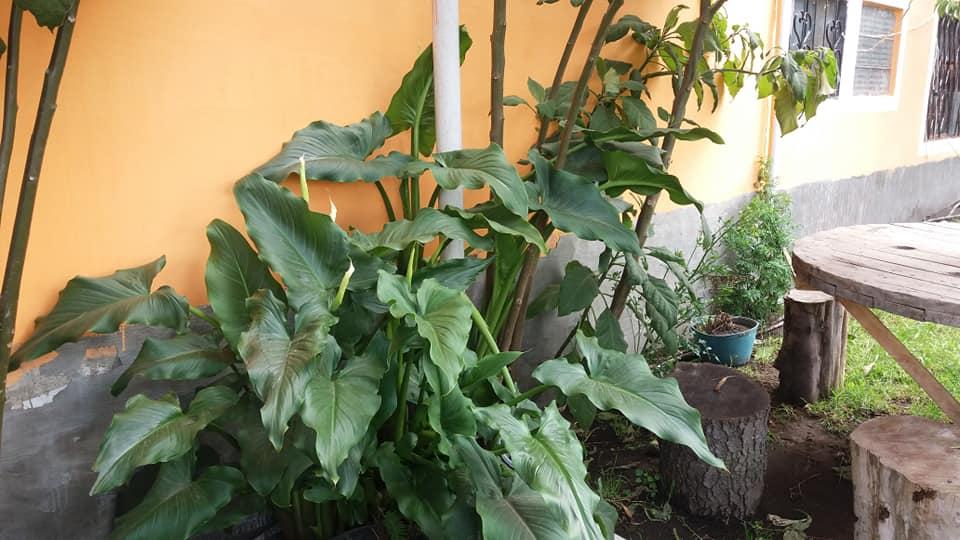 La Chozita del Sabor