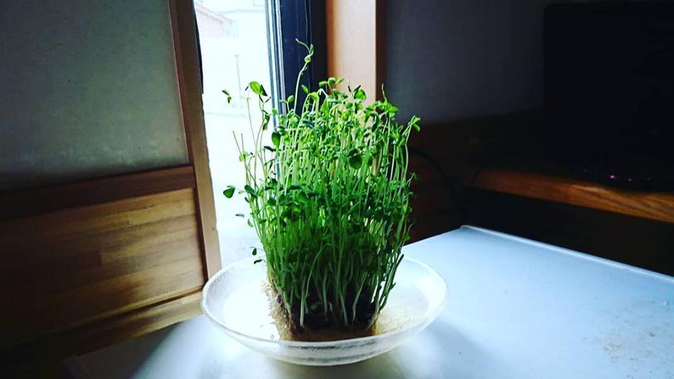 島飯屋　創
