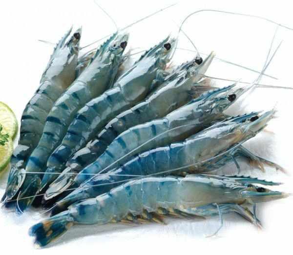 Frozen Shrimps and FISH