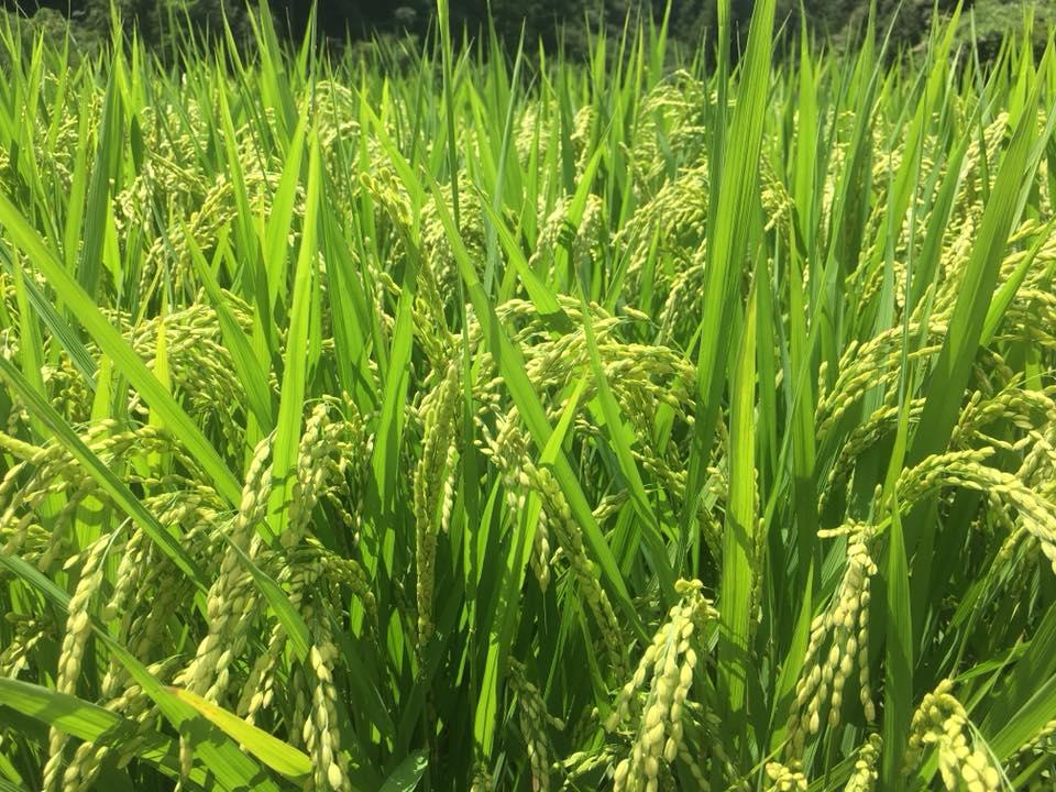 うどんの丸とく