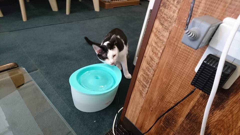 猫かふぇ ねこぱんち