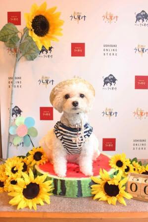 うしすけメディア