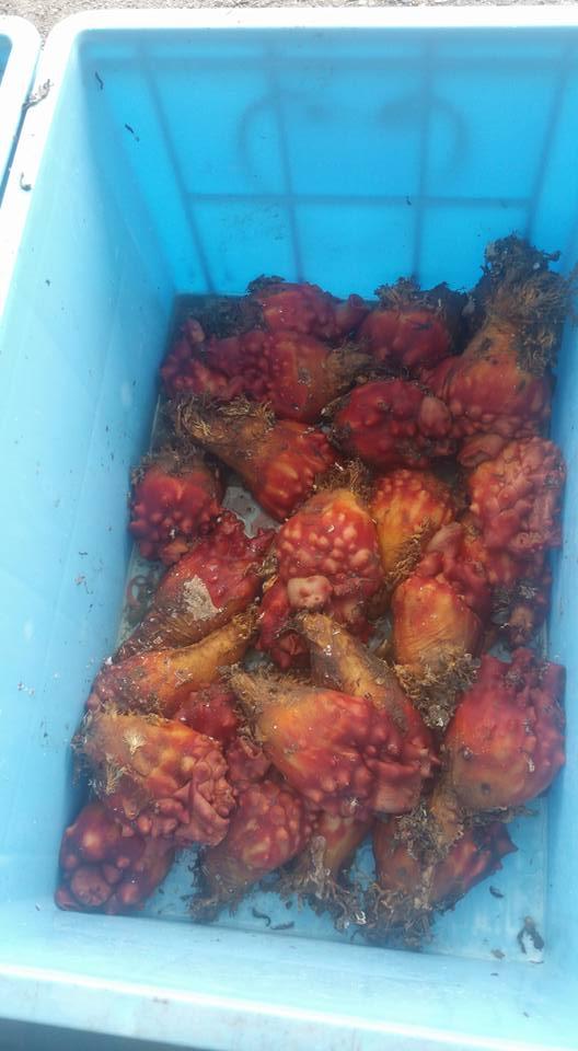 克丸鮮魚店