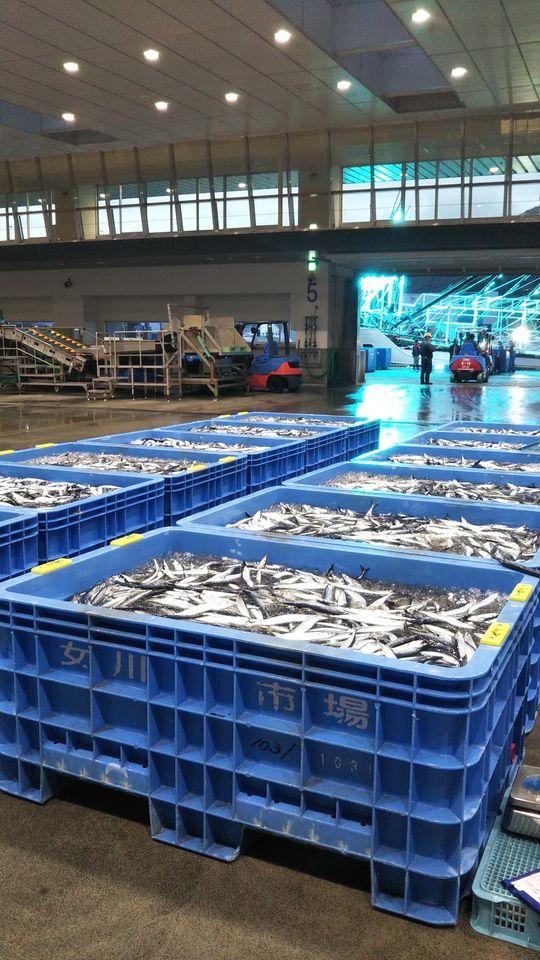 女川　お魚いちば　寿司・鮮魚おかせい