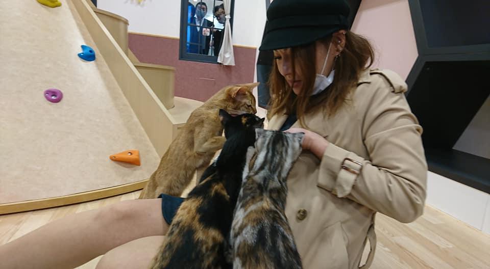猫カフェ ぷちまりー